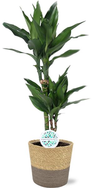 Dracaena Janet Lind - Ø17cm - ↕70cm + Ruby Pot D19x18cm - Grijs
