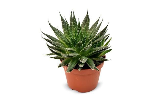 Aloe Aristata - Ø10,5cm - ↕15cm