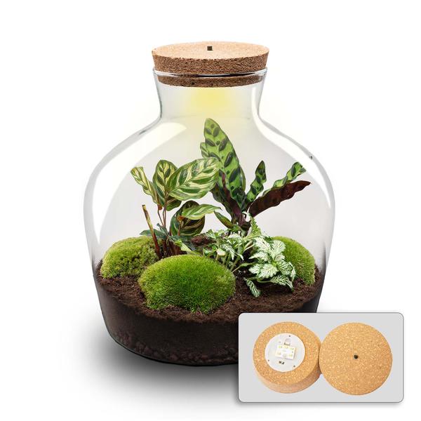 Terrarium - Fat Joe + LED - _ 30 cm