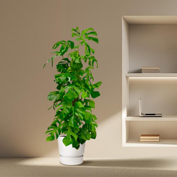 Monstera Deliciosa XXL - 180 cm - ¿27