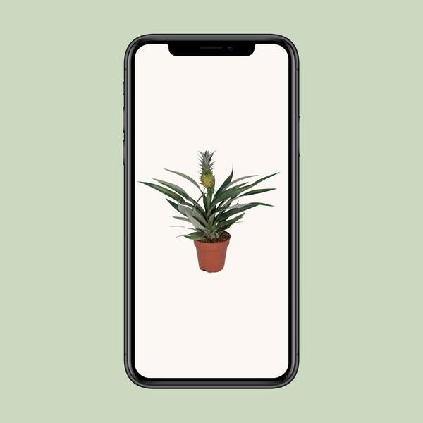 Bromelia Ananas - Ø12cm - ↕30cm