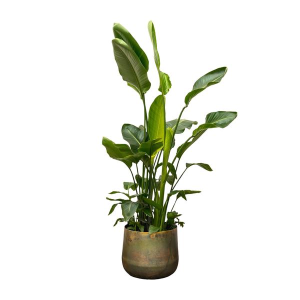 Strelitzia Nicolai de luxe XXL - 250cm - ¿40