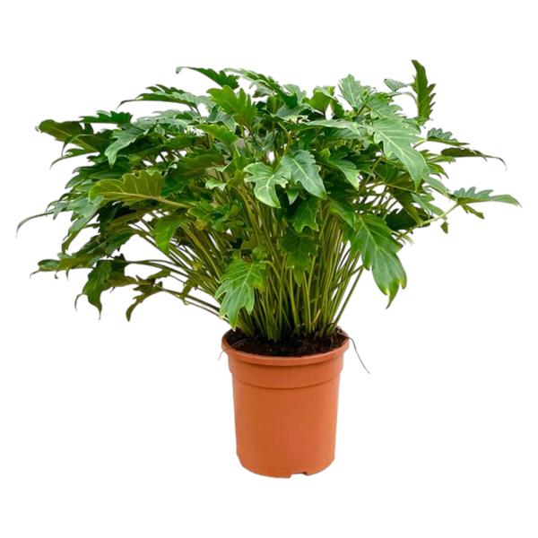 Philodendron Xanadu - 80 cm - ¯27