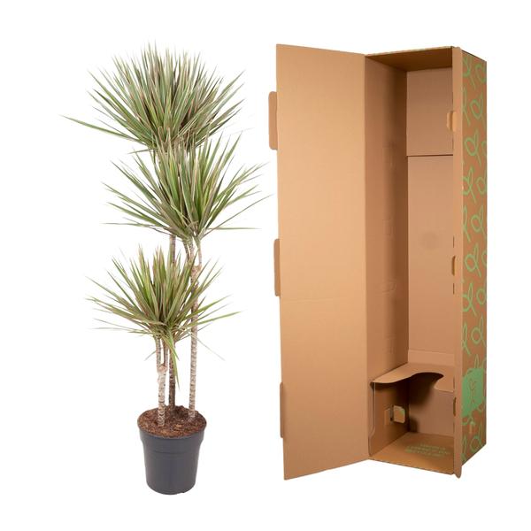Dracaena Bicolor - 150 cm - ¿24