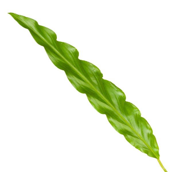 Calathea Bluegrass - 35 cm - ¯12cm