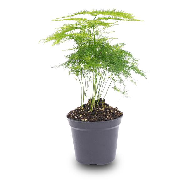 Asparagus Setaceuse Plumosus Ð Sierasperge - Terrarium plant - Potmaat 6