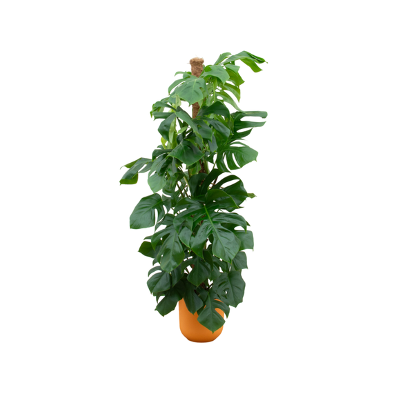 Combi deal - Monstera Pertusum XL inclusief elho Jazz Round geel ¯26 - 150 cm