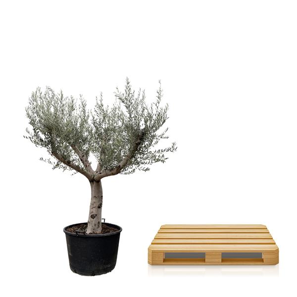 Olea Europaea Cultivo - 250cm- ¯80