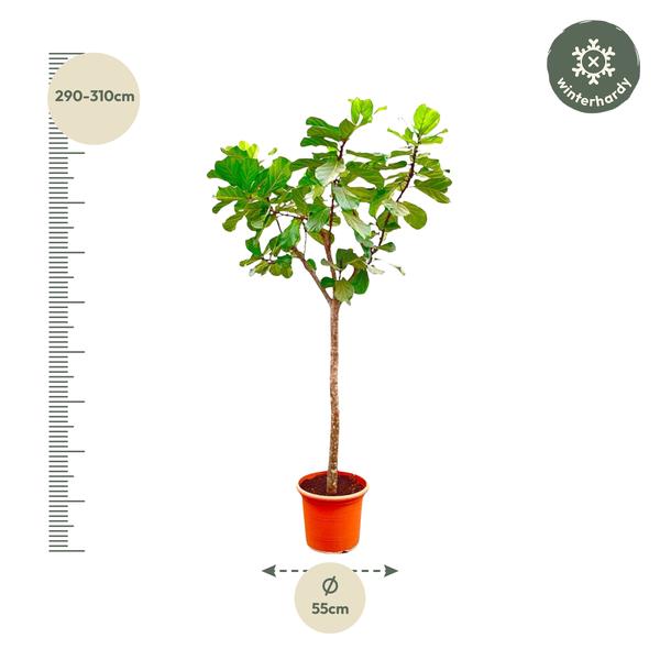 Ficus Lyrata boom XXXL - 300cm - ¿55