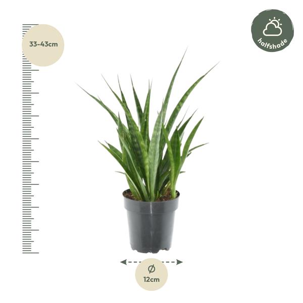 3x Sansevieria Kirkii - 38 cm - ¿12