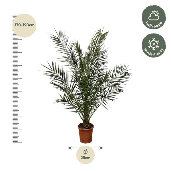 Phoenix Canariensis - 180cm- ¯25