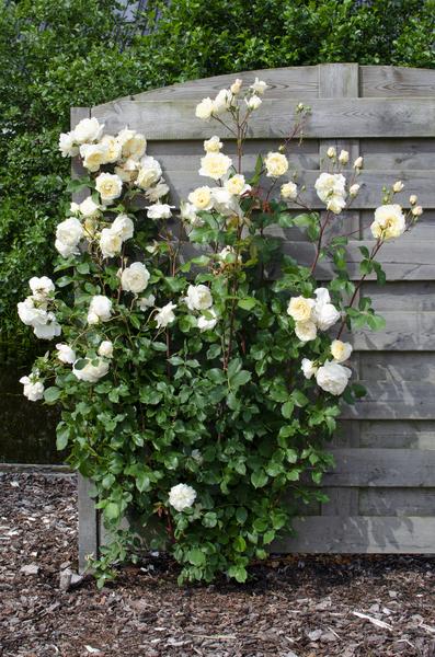 3x - Rosa mix - _65cm - ¯15