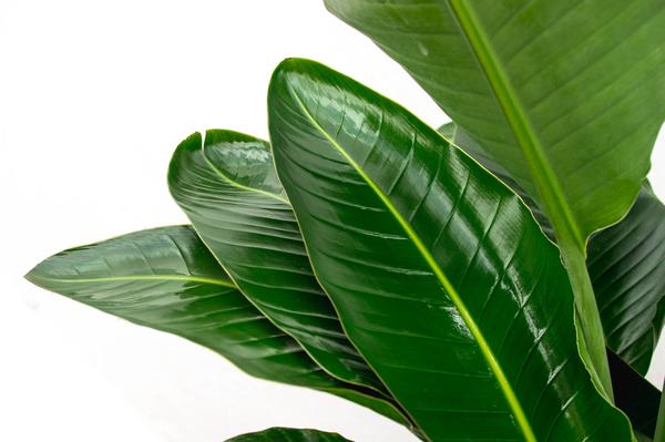 Strelitzia Nicolai de luxe XXL - 250cm - ¿40