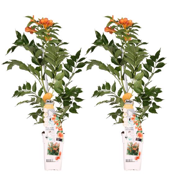 2x - Campsis 'Indian Summer' - _65cm - ¯15