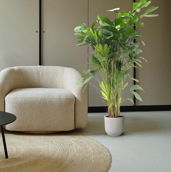 Caryota Mitis - 140 cm - Ø24