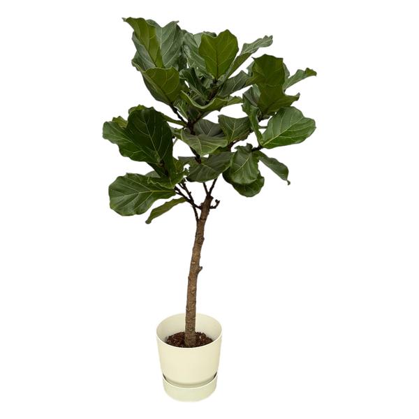 Ficus Lyrata stam inclusief elho Greenville Round wit - 160 cm - ¯30