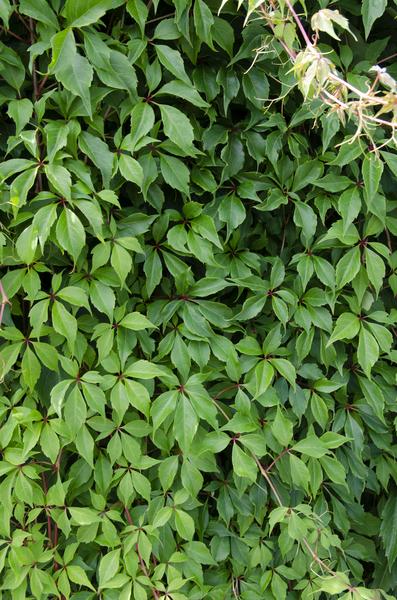 4x - Parthenocissus q. var. 'Engelmannii' - _65cm - ¯15