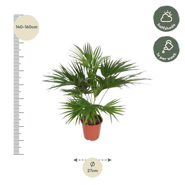 Livistona Chinensis - 170 cm - ¿27