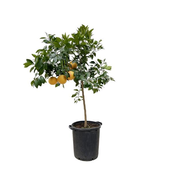 Citrus Pompelmo - 150 cm - ¿40