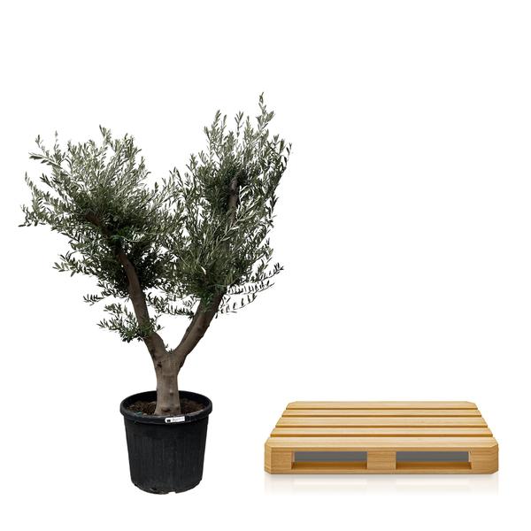 Olea Europaea Cultivo - 225cm- ¯60