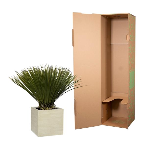 Yucca Rostrata - 80cm- ¯30