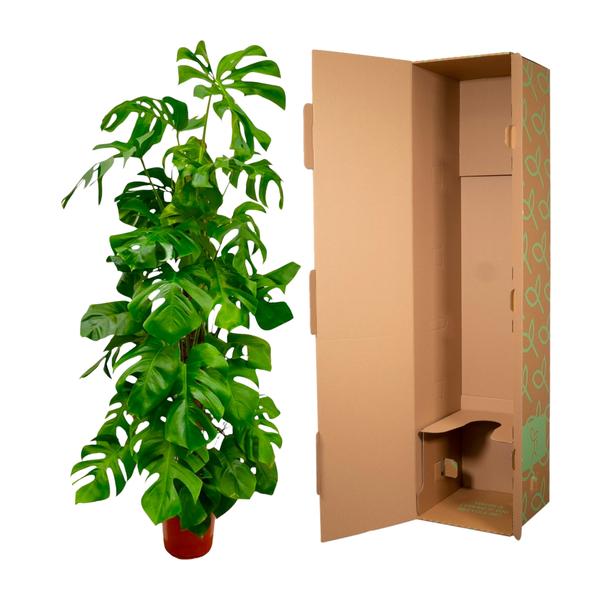 Monstera Deliciosa XXL - 180 cm - ¿27