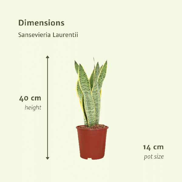 2x Sansevieria Laurentii - Vrouwentong - 40cm - ¿14