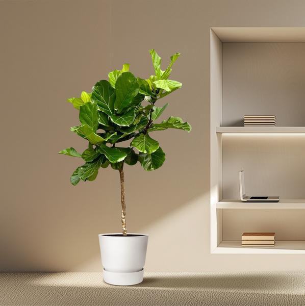 Ficus Lyrata boom XXL - 200 cm - ¿40