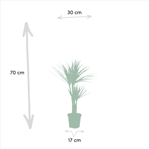 Dracaena _70cm - ¯17cm + Yucca _90cm - ¯17cm