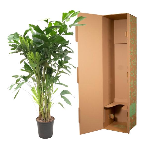 Caryota Mitis - 140 cm - Ø24