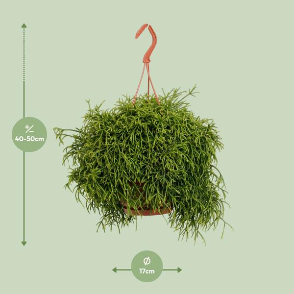 Rhipsalis Baccifera Oasis - Ø17cm - ↕45cm