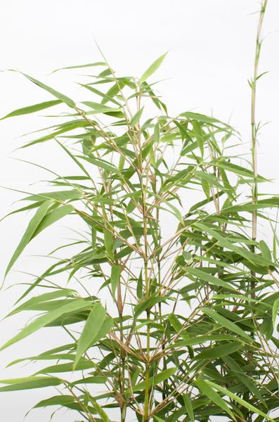 Fargesia rufa - Niet woekerende bamboe - Ø29cm - ↕80cm - Ø23 - ↨80cm