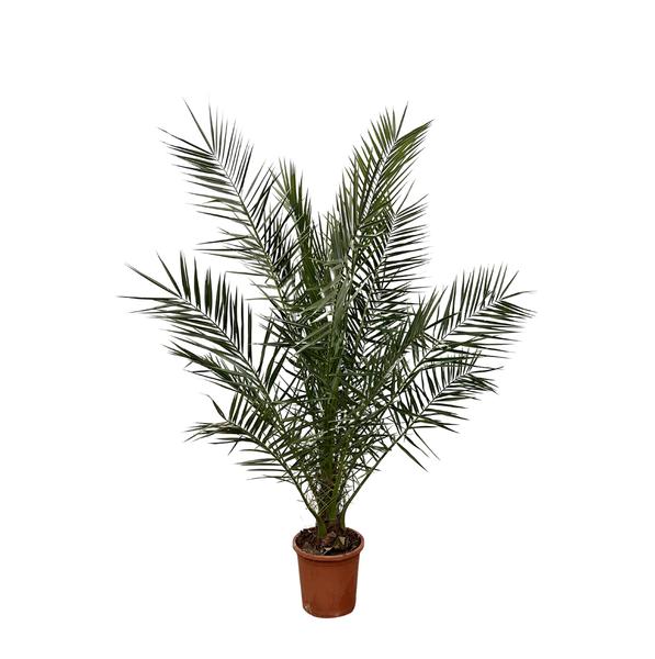 Phoenix Canariensis - 180cm- ¯25