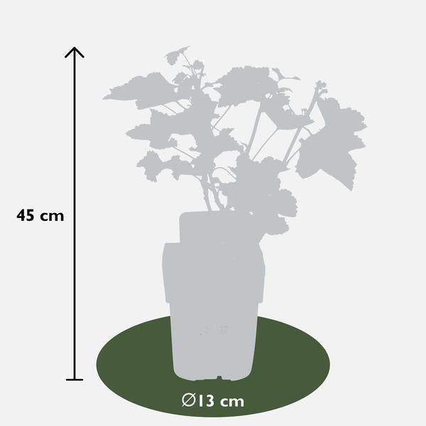Ribes rubrum 'Jonkheer van Tets' - Aalbes - Ø13cm - ↕45cm
