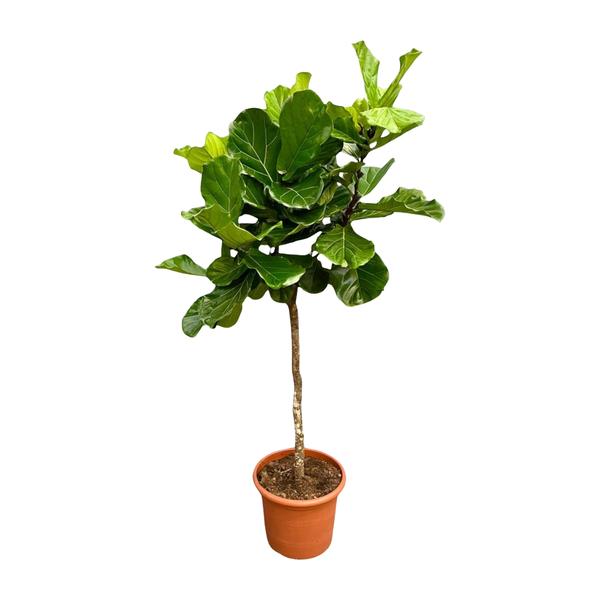 Ficus Lyrata boom XXL - 200 cm - ¿40