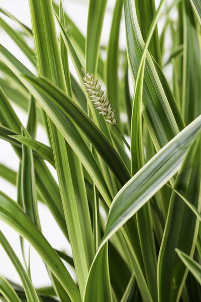 3x - Carex morrowii 'Ice Dance' - _30cm - ¯14