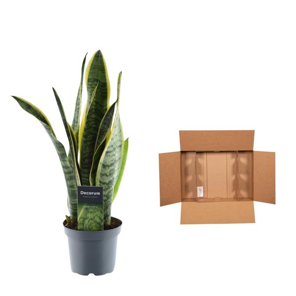 Sansevieria Laurentii - 45 cm - ¿12