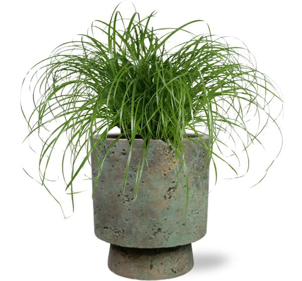 Cyperus Alternifolius - Ø12cm - ↕20cm + Pot Aily D14x18cm - Groen