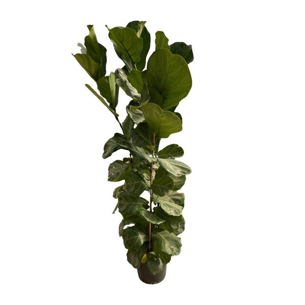 Ficus Lyrata struik - 180 cm - ¯30