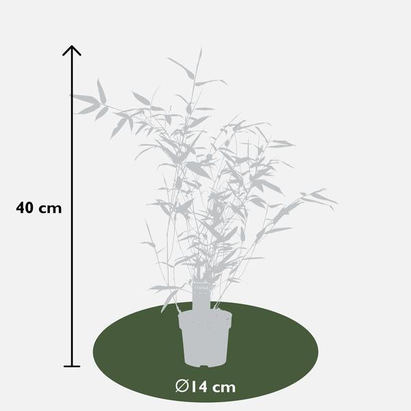 Phyllostachys 'Bissetii' - Groene stam bamboe - Ø14cm - ↕40cm