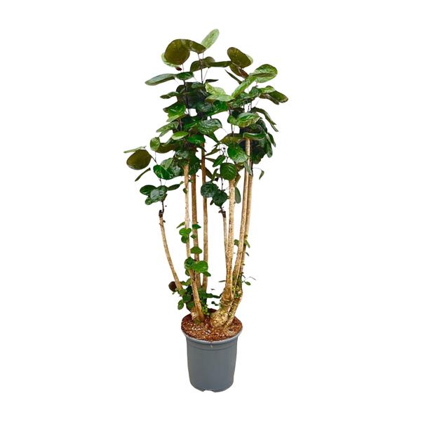 Polysicas Fabian XXL - 150 cm - _30