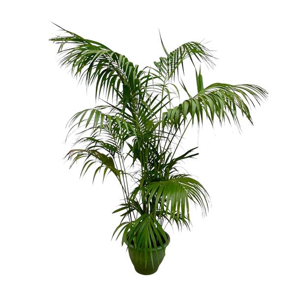 Kentia Palm XXL - 260cm - ¿35