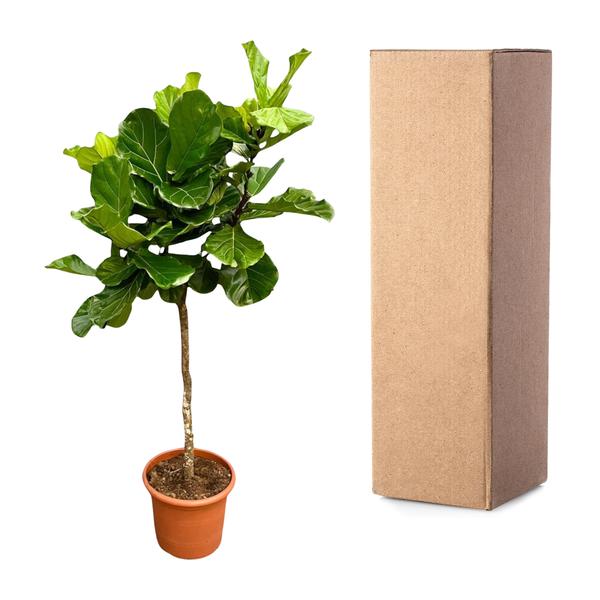 Ficus Lyrata boom XXL - 200 cm - ¿40