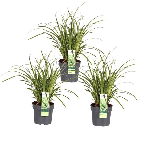 3x - Carex morrowii 'Ice Dance' - _30cm - ¯14