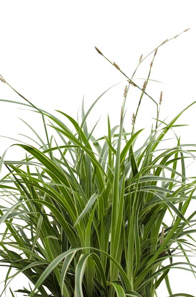3x - Carex morrowii 'Ice Dance' - _30cm - ¯14