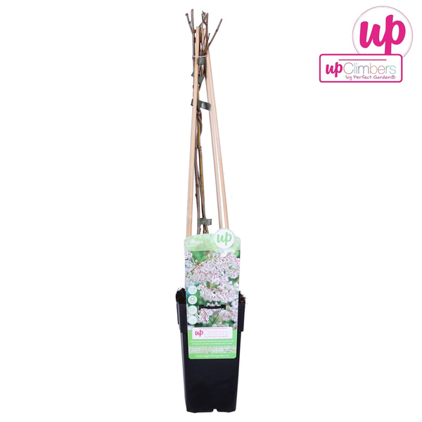 Fallopia baldschuanica - Bruidsluier - Ø15cm - ↕65cm