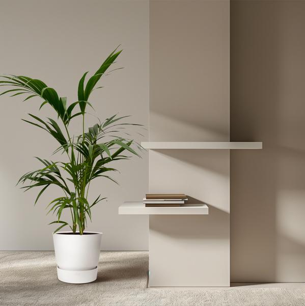 Kentia Palm - 130 cm - ¯21cm
