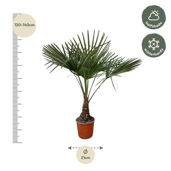 Trachycarpus - 120cm- ¯21