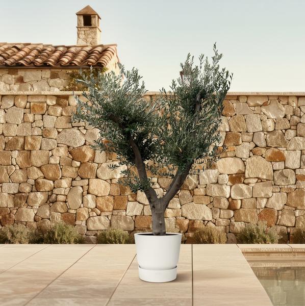 Olea Europaea Cultivo - 225cm- ¯60
