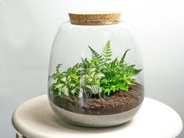Planten terrarium - Emma Mini - DIY kit - _ 20 cm - ¯ 19 cm - Fittonia White Tiger